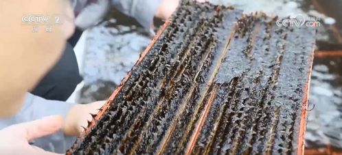 采收時節產銷旺，初加工串起特色農產品致富路